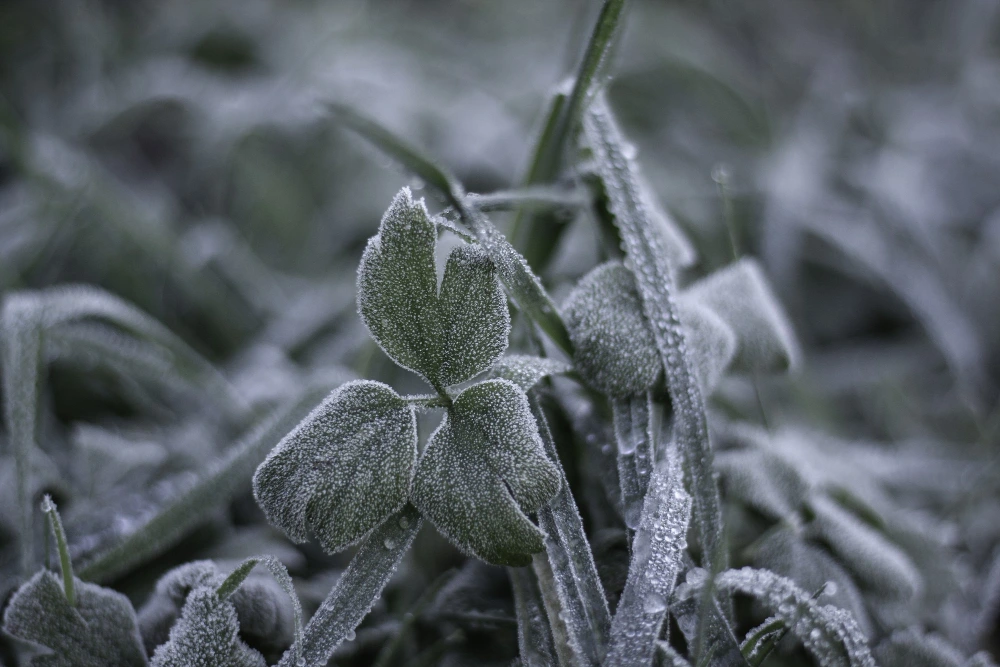 meteorologia para agronegócio ()